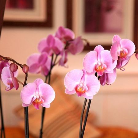 Castel De Siam Hotel Houlgate Ngoại thất bức ảnh