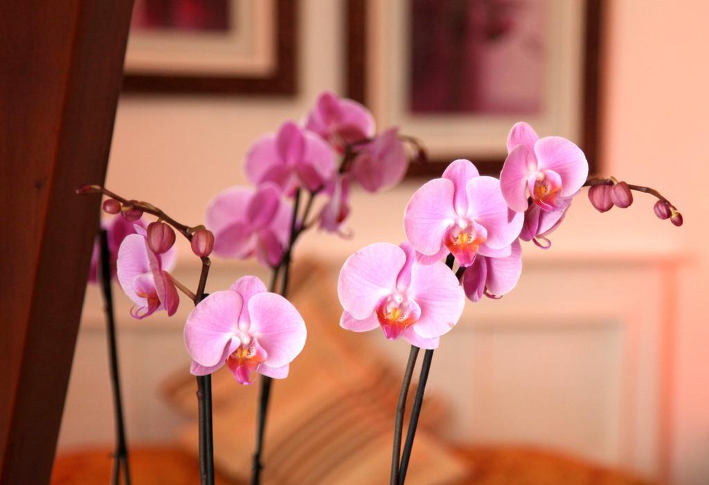 Castel De Siam Hotel Houlgate Ngoại thất bức ảnh