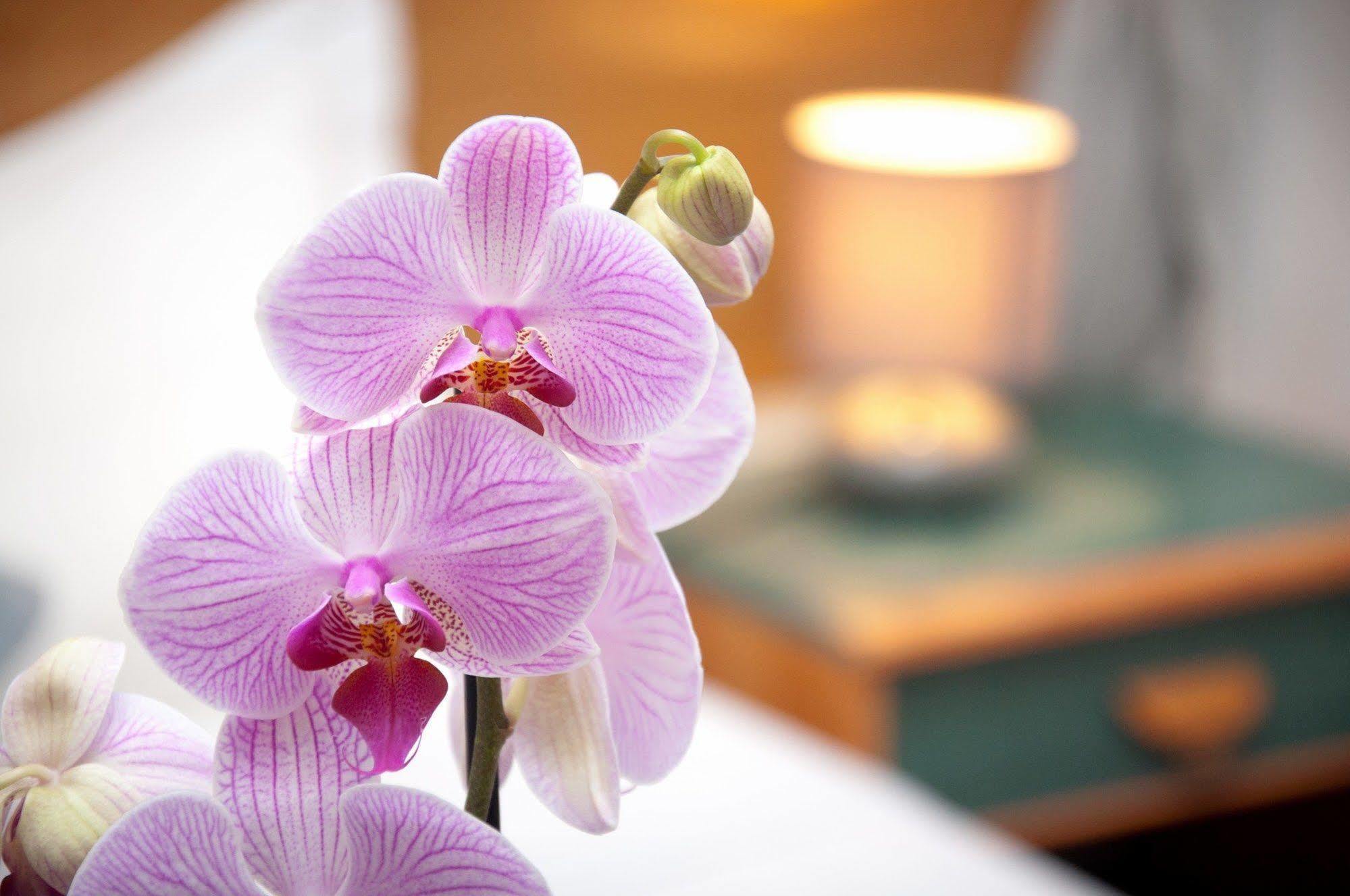 Castel De Siam Hotel Houlgate Ngoại thất bức ảnh